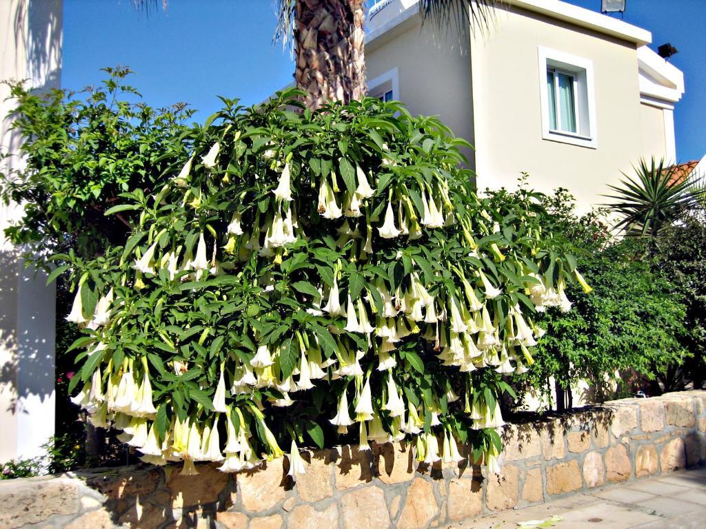 Rododafni Villas Klorakas Esterno foto